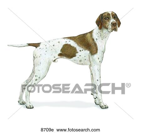 English Pointer Unlabeled View Large Illustration Clip Art - English Pointer Unlabeled. Fotosearch