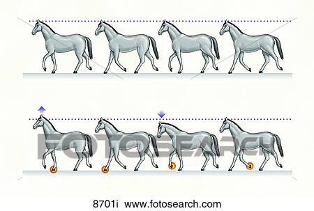 Equine Lameness Unlabeled View Large Illustration Drawing - Equine Lameness Unlabeled. Fotosearch