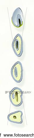 Equine Occlusal Surface of Incisor Unlabeled View Large Illustration Clip Art - Equine Occlusal Surface of Incisor Unlabeled. Fotosearch