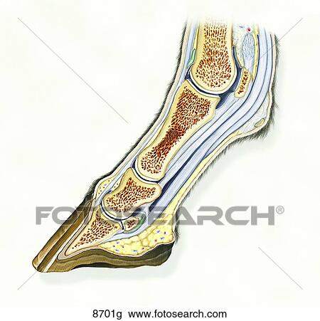 Equine Parasagittal Section of Digit Unlabeled View Large Illustration Drawing - Equine Parasagittal Section of Digit Unlabeled. Fotosearch