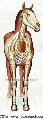 Equine Skeletal System Cranial View Unlabeled View Large Illustration Clipart - Equine Skeletal System Cranial View Unlabeled. Fotosearch