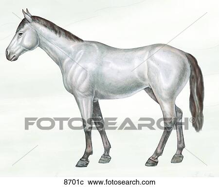 Equine Surface Anatomy Unlabeled View Large Illustration Clipart - Equine Surface Anatomy Unlabeled. Fotosearch