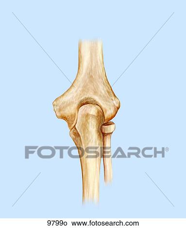 Extension of Right Elbow Unlabeled View Large Illustration Stock Illustration - Extension of Right Elbow Unlabeled. Fotosearch