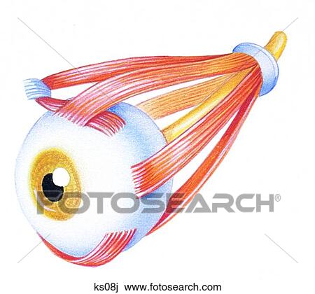 Eye muscles. View Large Illustration Drawing - Eye muscles.. Fotosearch