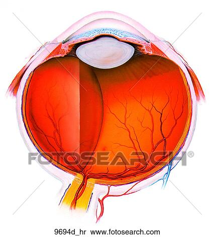 Eye Sagittal View Unlabeled View Large Illustration Stock Illustration - Eye Sagittal View Unlabeled. Fotosearch