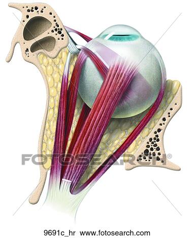 Eye Top View Unlabeled View Large Illustration Stock Illustration - Eye Top View Unlabeled. Fotosearch