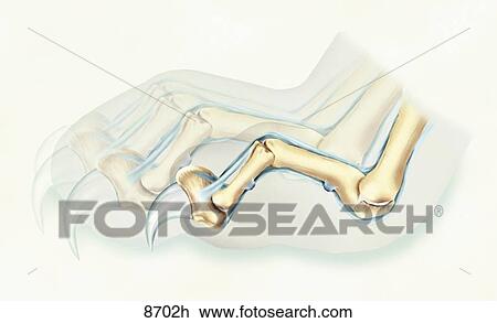 Drawing - Feline Claw Protruded Unlabeled. Fotosearch