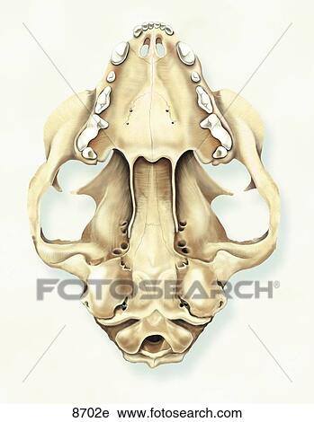 Feline Skull Ventral View Unlabeled View Large Illustration Clip Art - Feline Skull Ventral View Unlabeled. Fotosearch