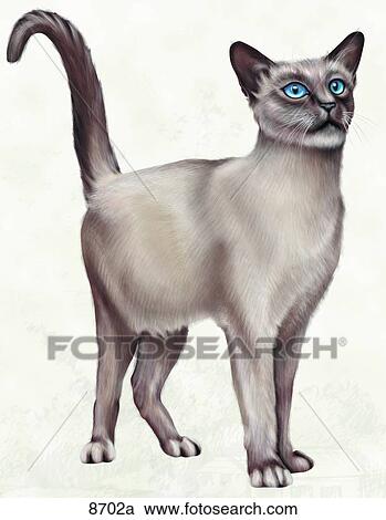 Feline Surface Anatomy Unlabeled View Large Illustration Clipart - Feline Surface Anatomy Unlabeled. Fotosearch