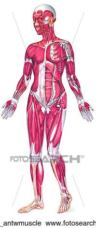 Female Muscular System Anterior View Unlabeled Clip Art | 8947