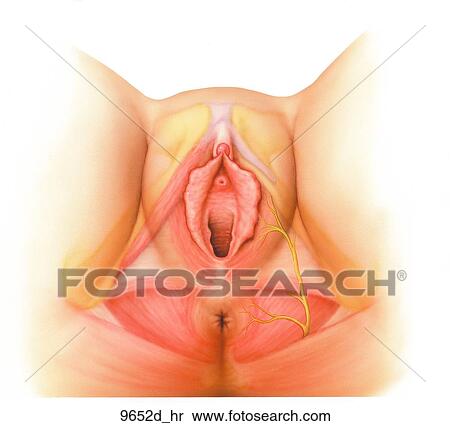Female Perineum Unlabeled View Large Illustration Stock Illustration - Female Perineum Unlabeled. Fotosearch
