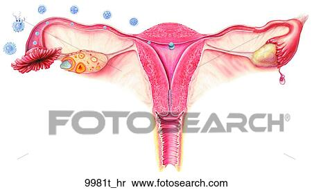 Fertilization and Implantation Unlabeled View Large Illustration Stock Illustration - Fertilization and Implantation Unlabeled. Fotosearch