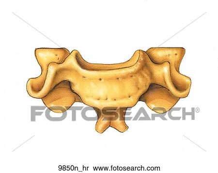 Fifth Cervical Vertebra Anterior View Unlabeled View Large Illustration Stock Illustration - Fifth Cervical Vertebra Anterior View Unlabeled. Fotosearch