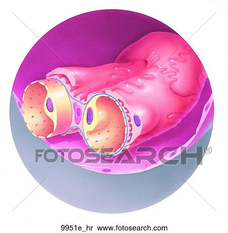 Stock Illustration - Fine Structure of Renal Corpuscle Unlabeled. Fotosearch