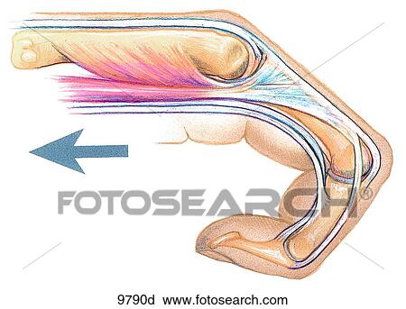 Finger Flexion Unlabeled View Large Illustration Clip Art - Finger Flexion Unlabeled. Fotosearch