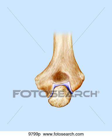 Stock Illustration - Flexion of Right Elbow Unlabeled. Fotosearch