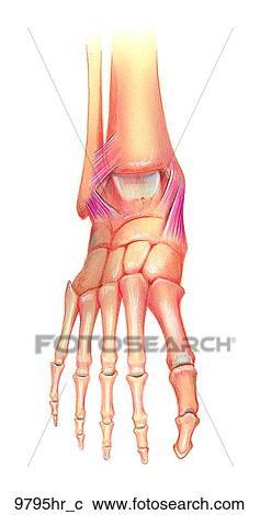 Clipart - Foot Frontal View Unlabeled. Fotosearch