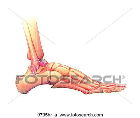 Clipart - Foot Lateral View Unlabeled. Fotosearch