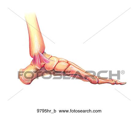 Foot Medial View Unlabeled View Large Illustration Clipart - Foot Medial View Unlabeled. Fotosearch