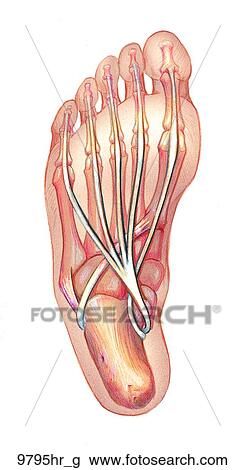 Foot Plantar View Unlabeled View Large Illustration Drawing - Foot Plantar View Unlabeled. Fotosearch