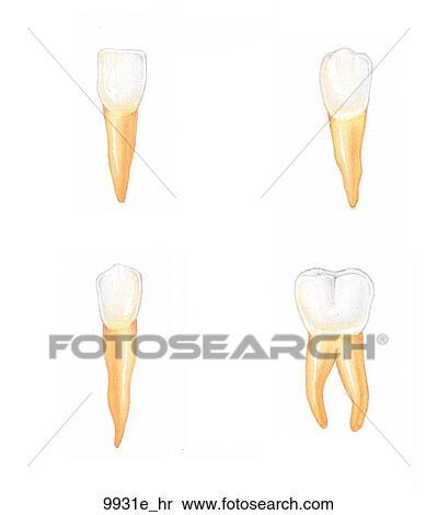 Function of the Teeth Unlabeled View Large Illustration Stock Illustration - Function of the Teeth Unlabeled. Fotosearch