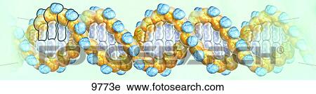 Gene Unlabeled View Large Illustration Clip Art - Gene Unlabeled. Fotosearch
