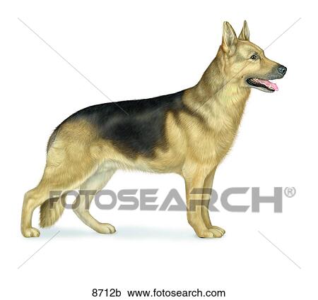 German Shepherd Unlabeled View Large Illustration Clipart - German Shepherd Unlabeled. Fotosearch