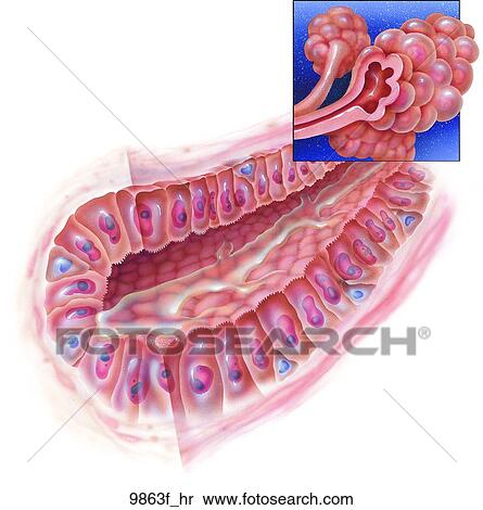 Glands of the Prostate Unlabeled View Large Illustration Stock Illustration - Glands of the Prostate Unlabeled. Fotosearch