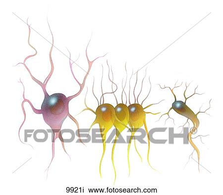 Glial Cells Unlabeled View Large Illustration Drawing - Glial Cells Unlabeled. Fotosearch