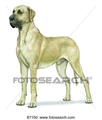 Clip Art - Great Dane Unlabeled. Fotosearch