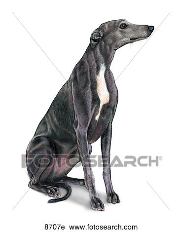 Greyhound Unlabeled View Large Illustration Clip Art - Greyhound Unlabeled. Fotosearch