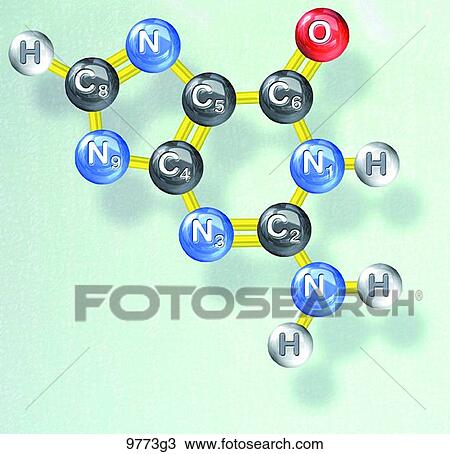 Drawing - Guanine Molecular Structure Unlabeled. Fotosearch