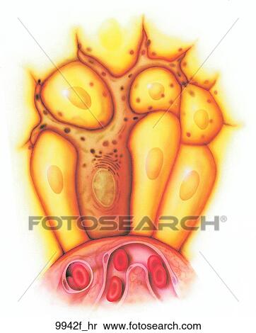 Stock Illustration - Hair Cellular Anatomy Unlabeled. Fotosearch