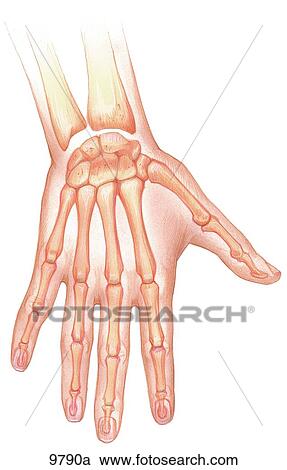 Hand and Wrist Dorsal View Unlabeled View Large Illustration Clipart - Hand and Wrist Dorsal View Unlabeled. Fotosearch
