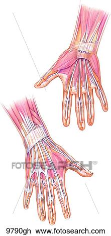 Hands With Muscles and Tendons Unlabeled View Large Illustration Drawing - Hands With Muscles and Tendons Unlabeled. Fotosearch