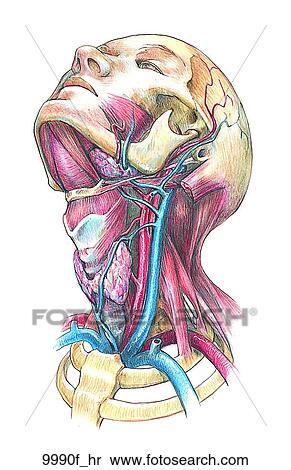 Stock Illustration - Head and Neck Deep Structures Unlabeled. Fotosearch