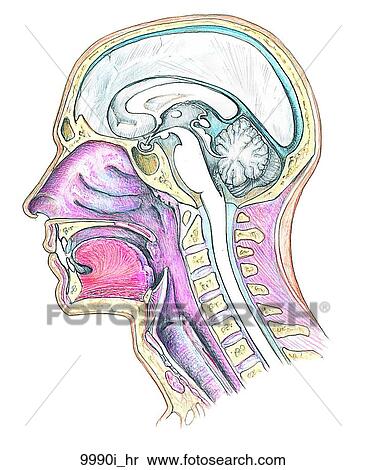 Stock Illustration - Head and Neck (Median Section) Unlabeled. Fotosearch
