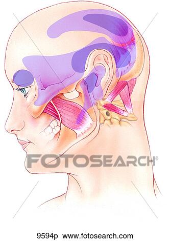 Stock Illustration - Head Trigger Points: Occipitofrontalis to Medial Pterygoid Unlabeled. Fotosearch