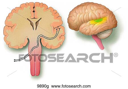 Drawing - Hearing and the Brain Unlabeled. Fotosearch
