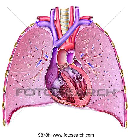 Drawing - Heart and Lungs (Cross-Section) Unlabeled. Fotosearch