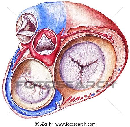 Heart in Systole (Superior View, Atria Removed) Unlabeled View Large Illustration Stock Illustration - Heart in Systole (Superior View, Atria Removed) Unlabeled. Fotosearch