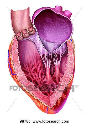 Heart Left Ventricle Unlabeled View Large Illustration Clipart - Heart Left Ventricle Unlabeled. Fotosearch