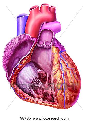 Heart Right Ventricle Unlabeled Clipart 9878b Fotosearch
