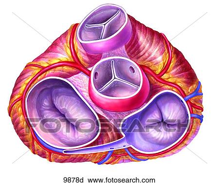 Heart Valves Unlabeled View Large Illustration Clip Art - Heart Valves Unlabeled. Fotosearch