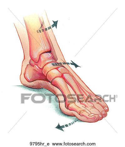 High Foot Arch Unlabeled View Large Illustration Clip Art - High Foot Arch Unlabeled. Fotosearch