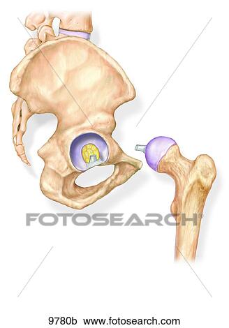 Hip Joint Lateral View (Opened) Unlabeled View Large Illustration Clipart - Hip Joint Lateral View (Opened) Unlabeled. Fotosearch
