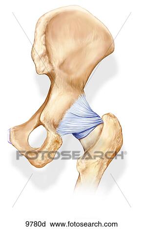 Hip Joint Posterior View Unlabeled View Large Illustration Clip Art - Hip Joint Posterior View Unlabeled. Fotosearch