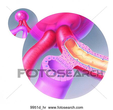 Stock Illustration - Histology of Juxtaglomerular Apparatus Unlabeled. Fotosearch