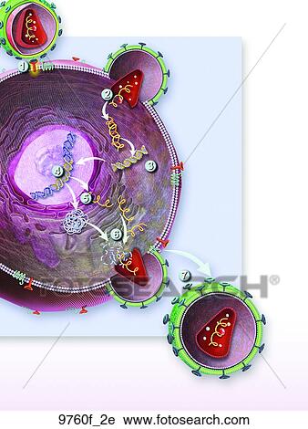 Clip Art - HIV Lifecycle Unlabeled. Fotosearch