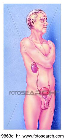 Hormonal Influence on the Prostate Unlabeled View Large Illustration Stock Illustration - Hormonal Influence on the Prostate Unlabeled. Fotosearch